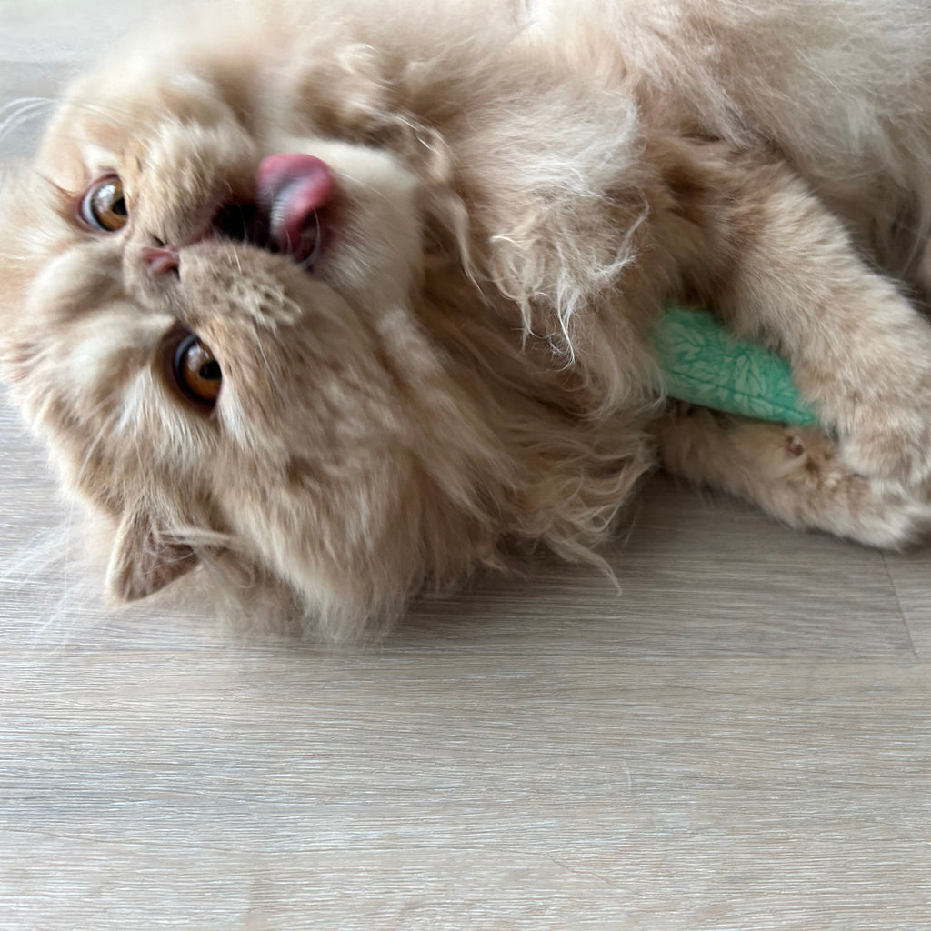 Meow Catnip Rolls, Premium 3-Pack Plush Chew Stick Set | Dental & Play Toy