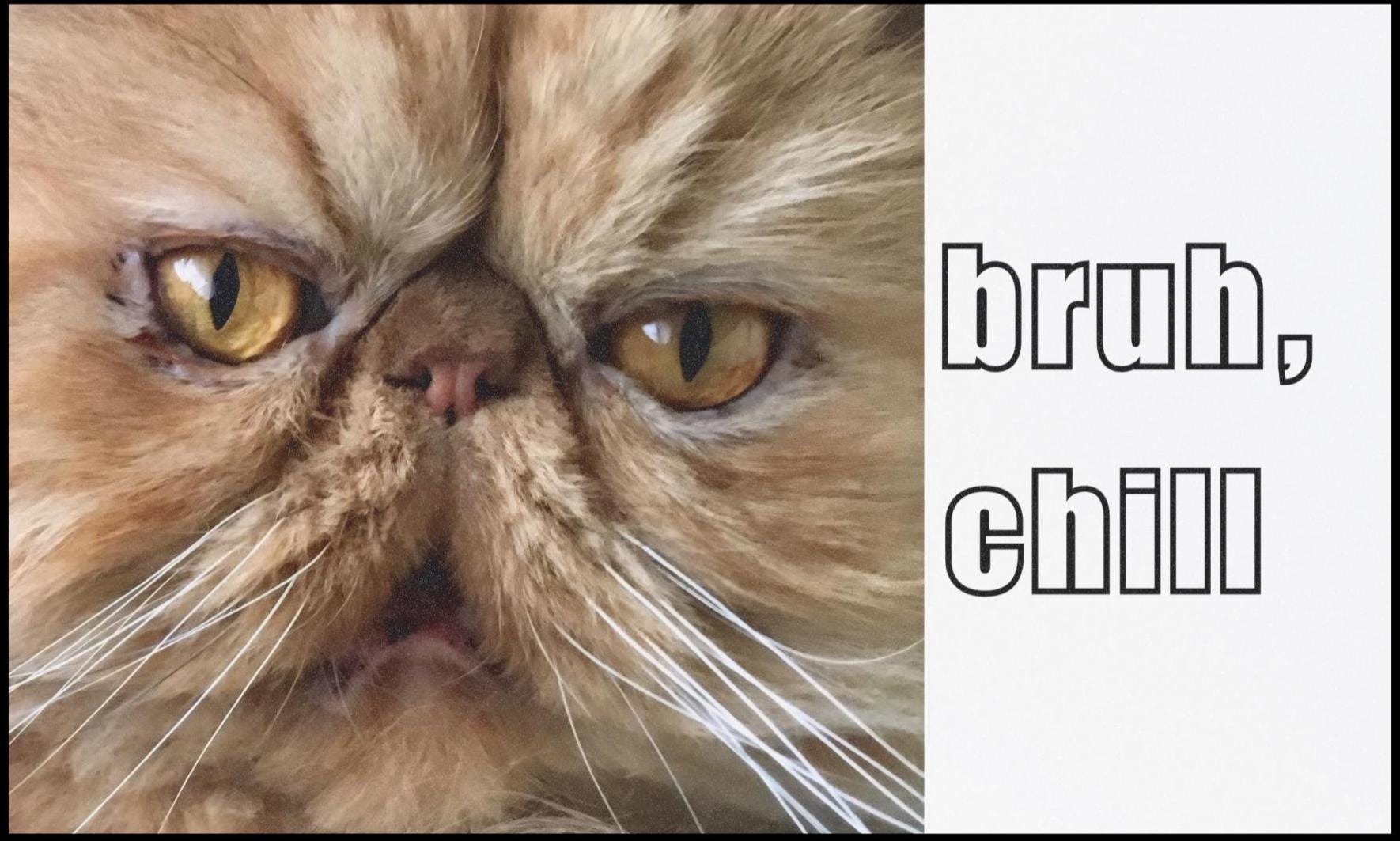 Funny Persian Cat Car Bumper Magnet