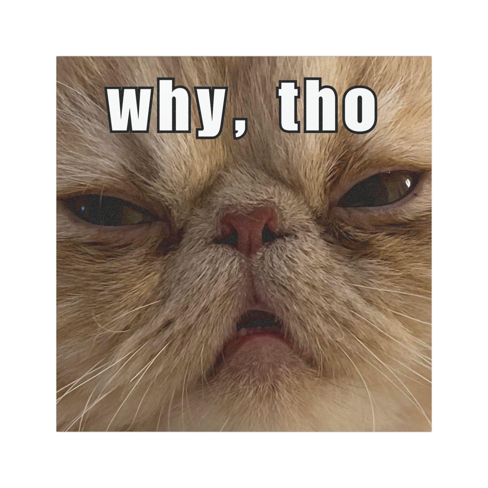 Funny Cat Car Magnet, Persian Cat Bumper Magnet