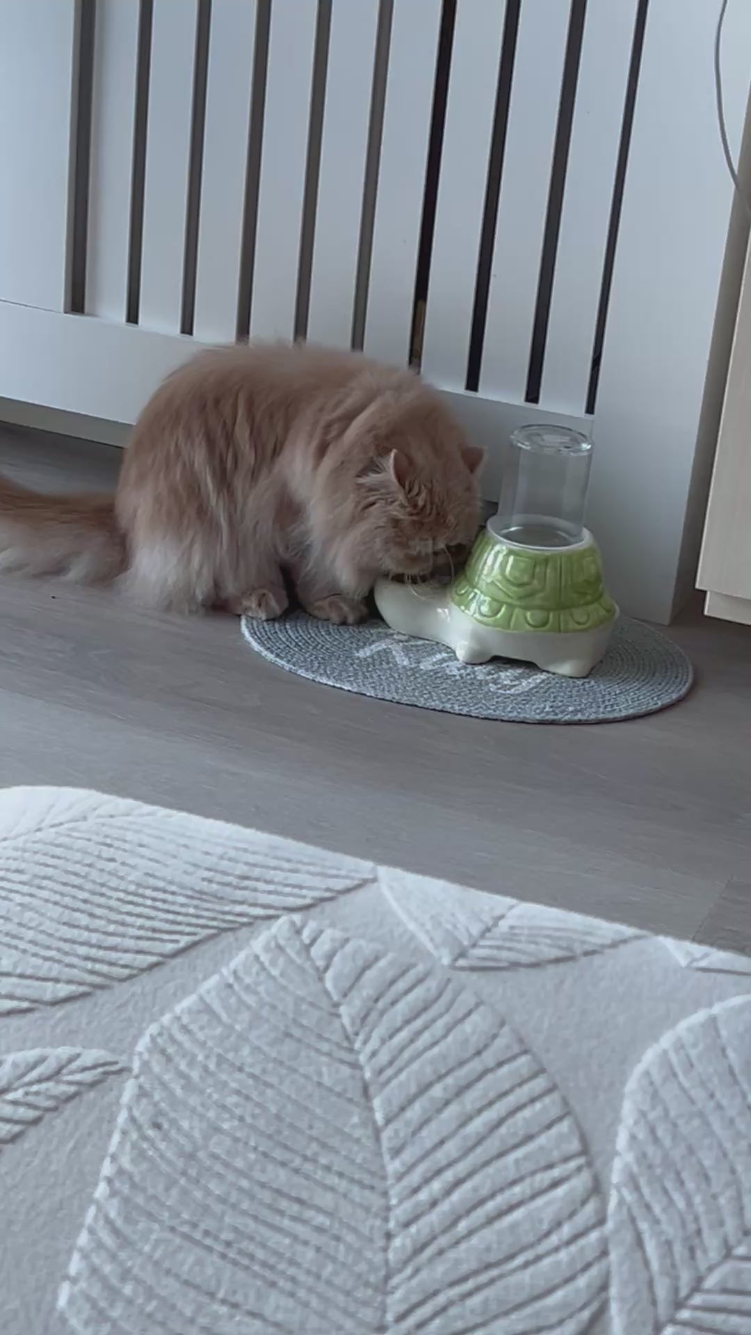 persian cat drinking from a cute turtle gravity water bowl for no wet cat chins